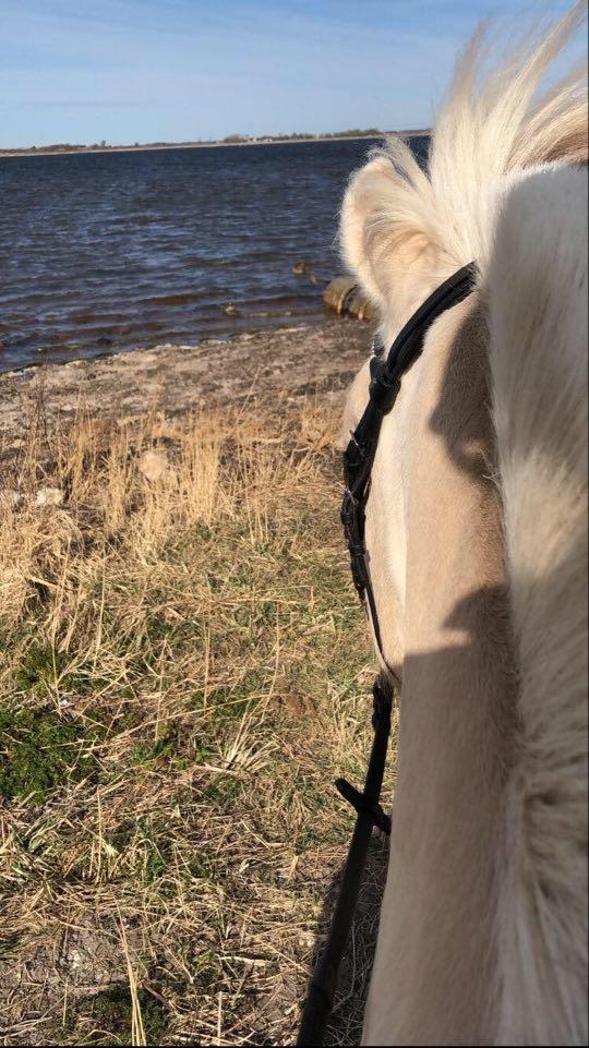 Fjordhest Rocco vårby billede 6