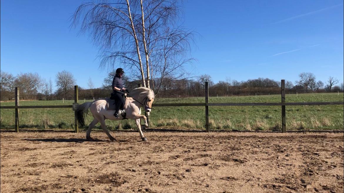 Fjordhest Rocco vårby billede 4