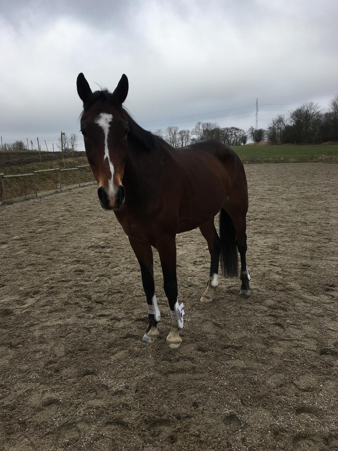 Traver Spök billede 20