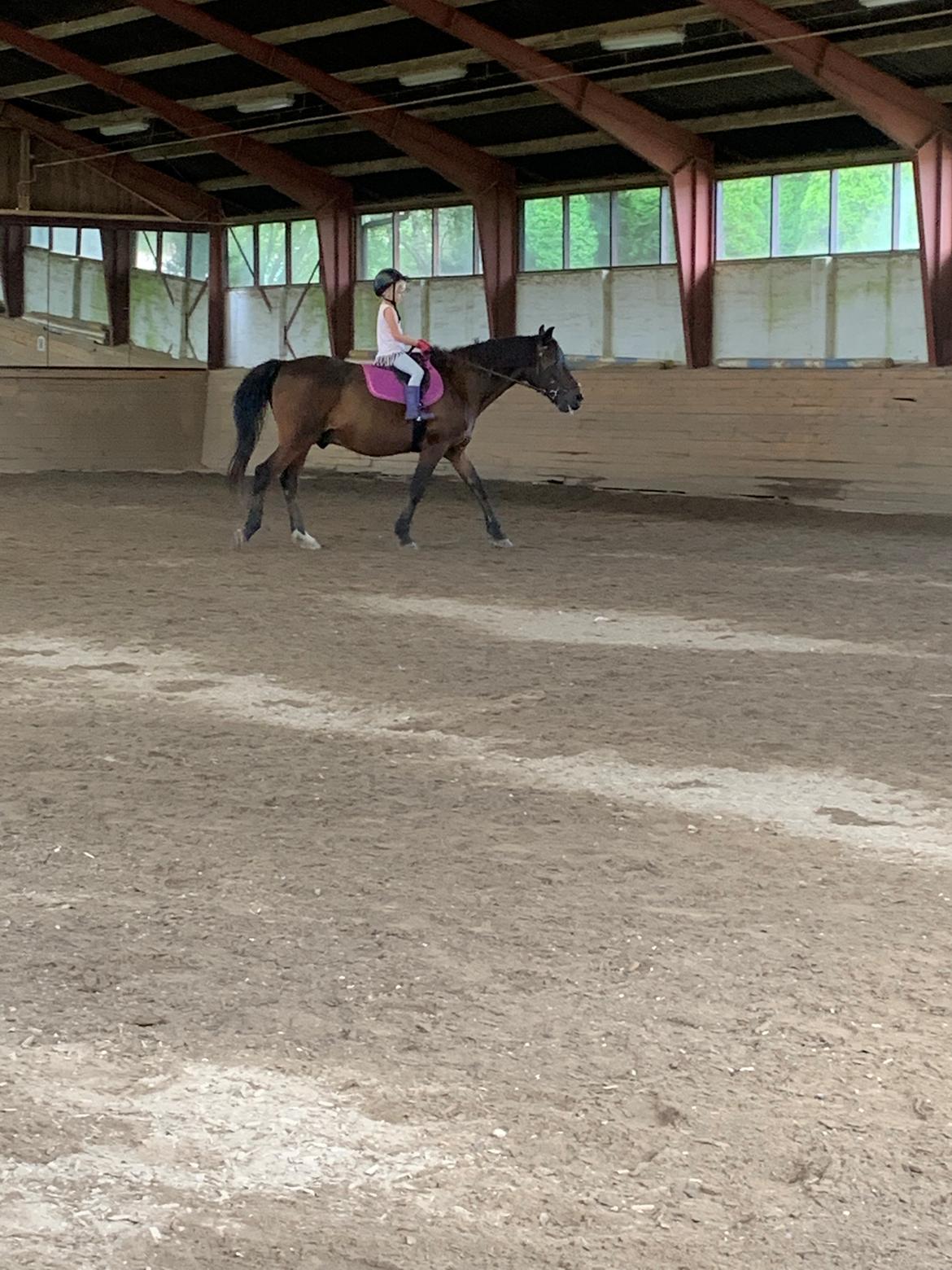 Anden særlig race Bayrunner billede 13