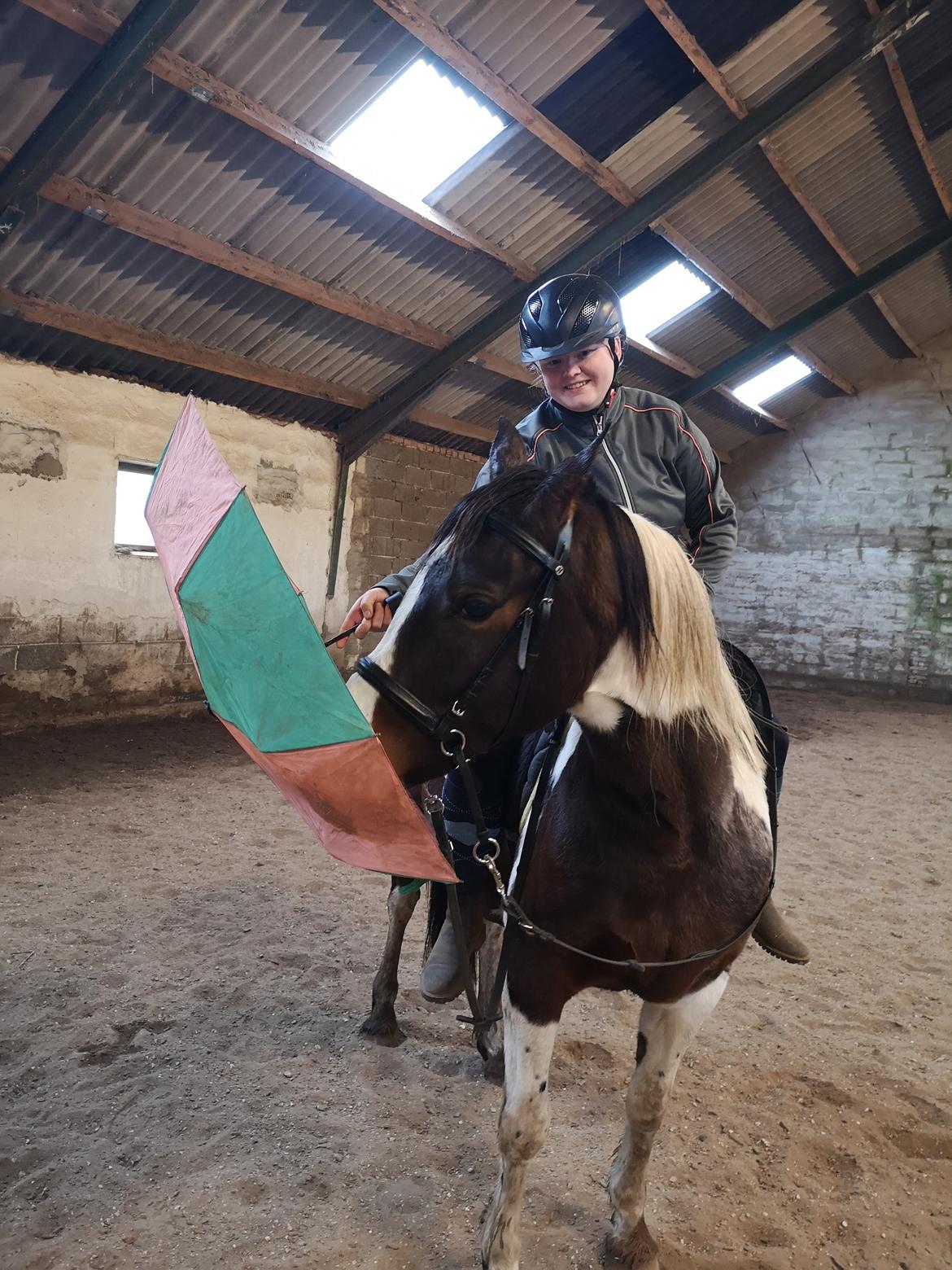 Pinto Vidtskue's Filly - Filly i 3 månde 20 føst gan med paraply billede 12