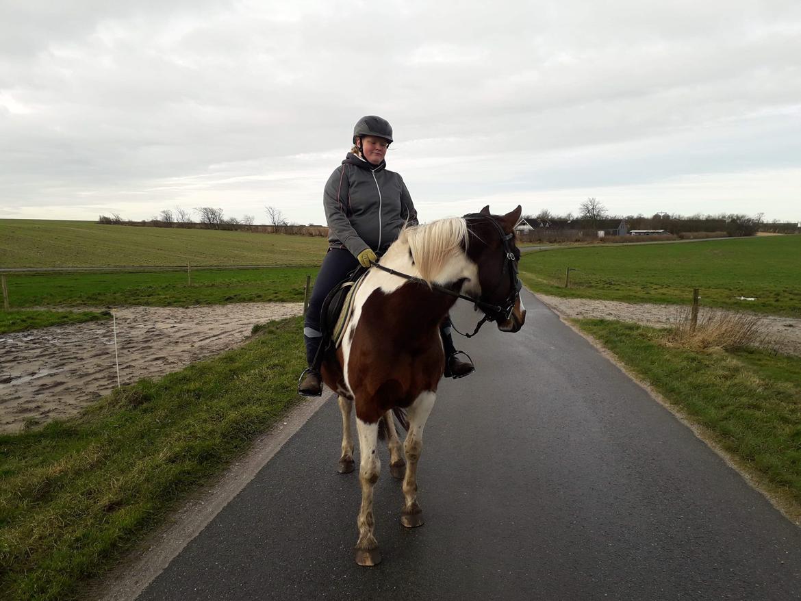 Pinto Vidtskue's Filly - filly i 1 månde 20 ande gan på tur alene  billede 13