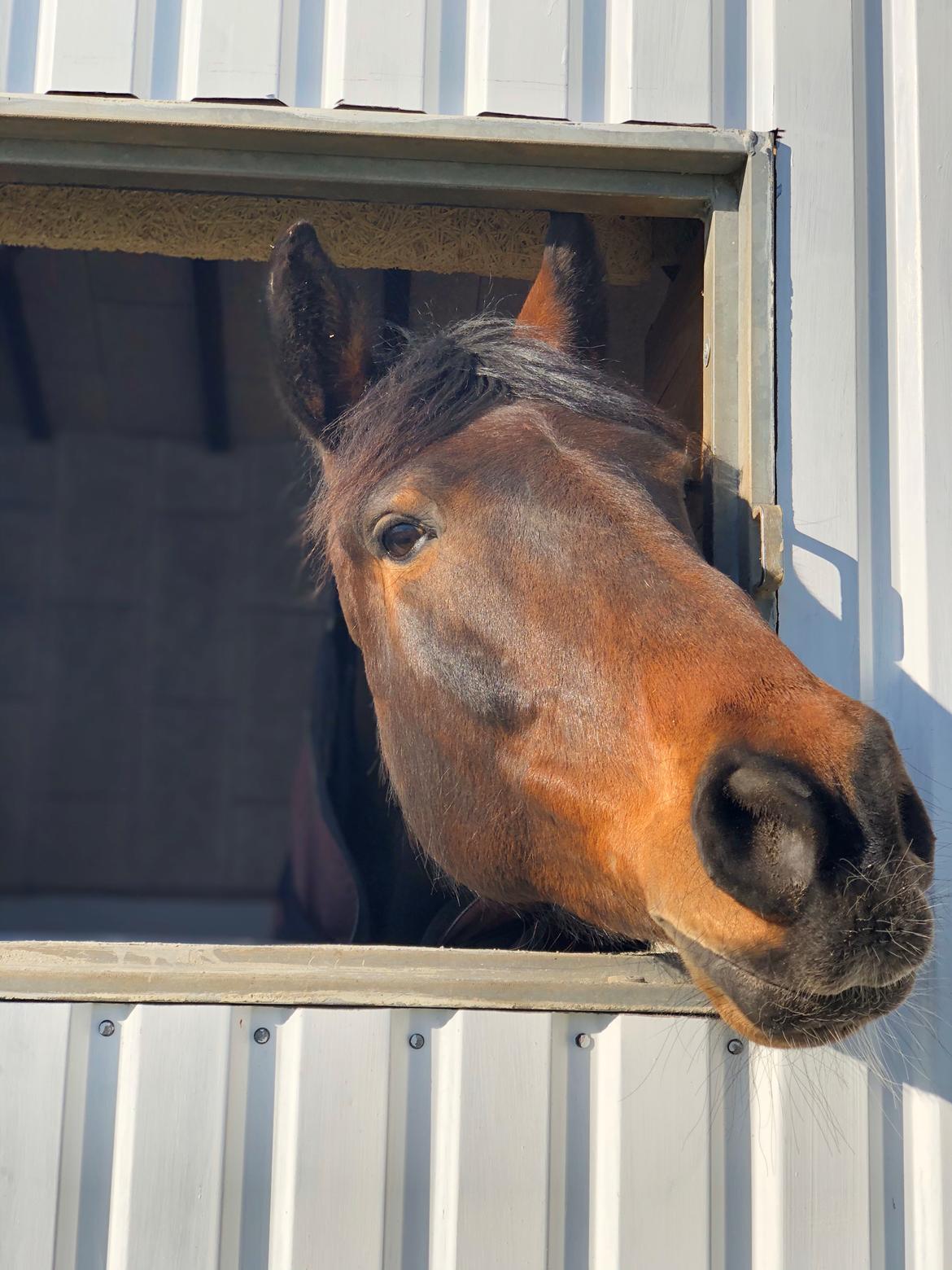 Anden særlig race Macho (Manse)  billede 1