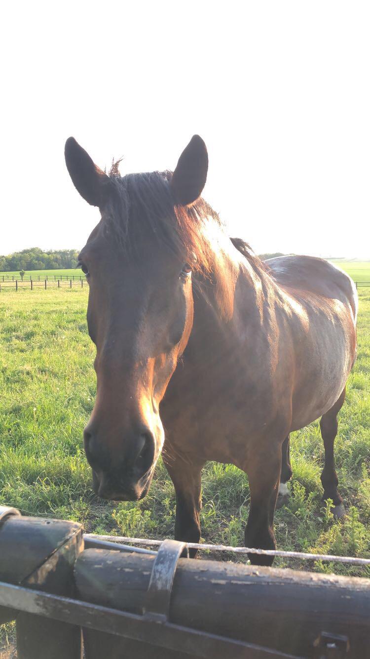 Anden særlig race Macho (Manse)  billede 3
