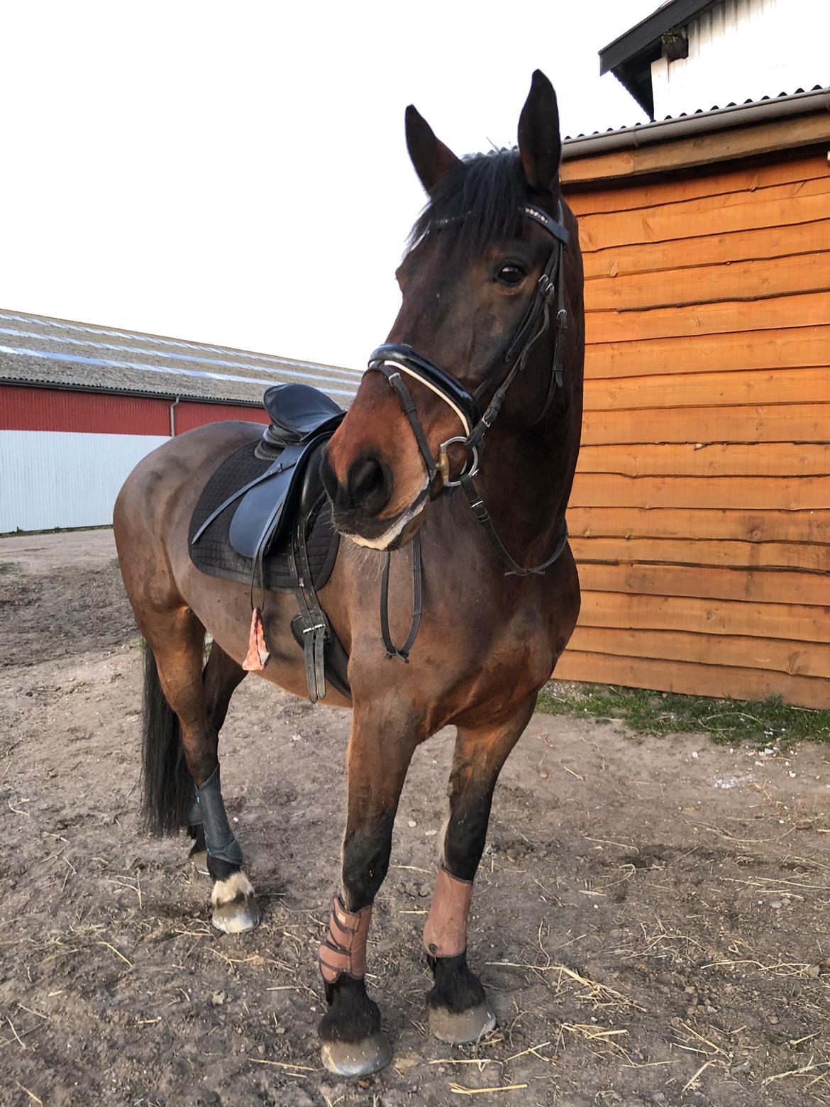 Anden særlig race Macho (Manse)  billede 2