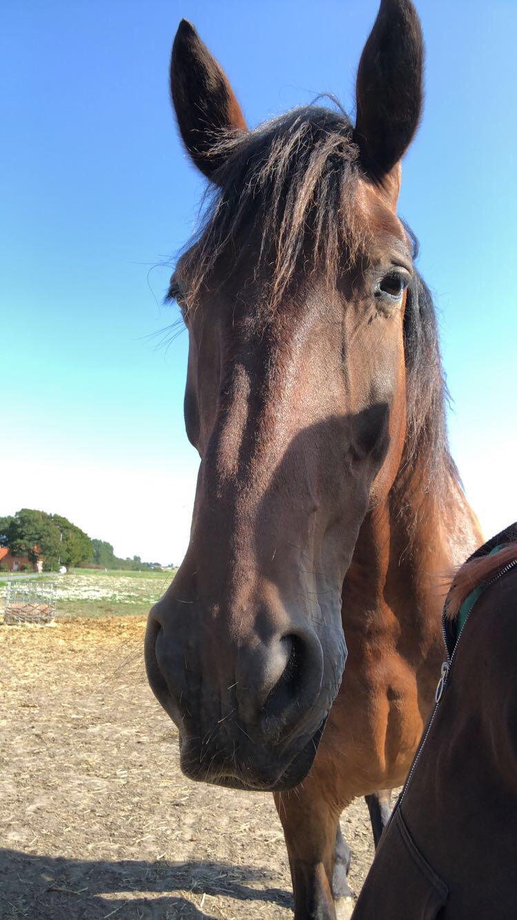 Anden særlig race Macho (Manse)  billede 4