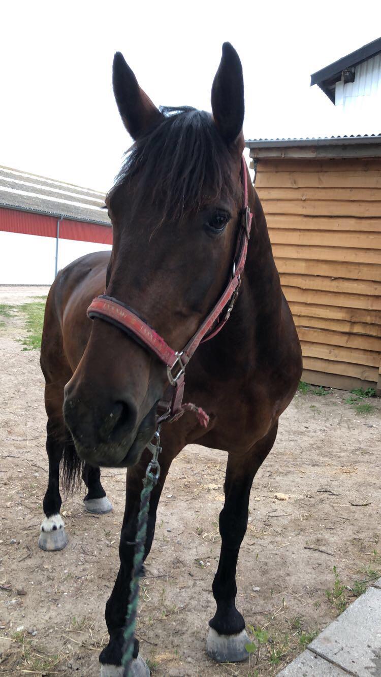 Anden særlig race Macho (Manse)  billede 8