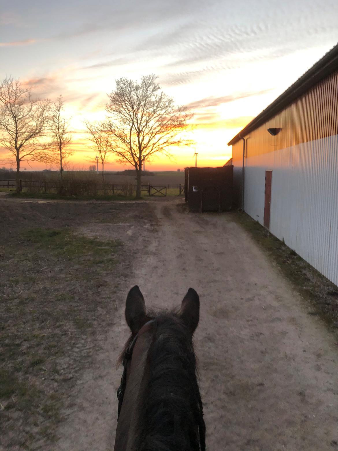 Anden særlig race Macho (Manse)  billede 12