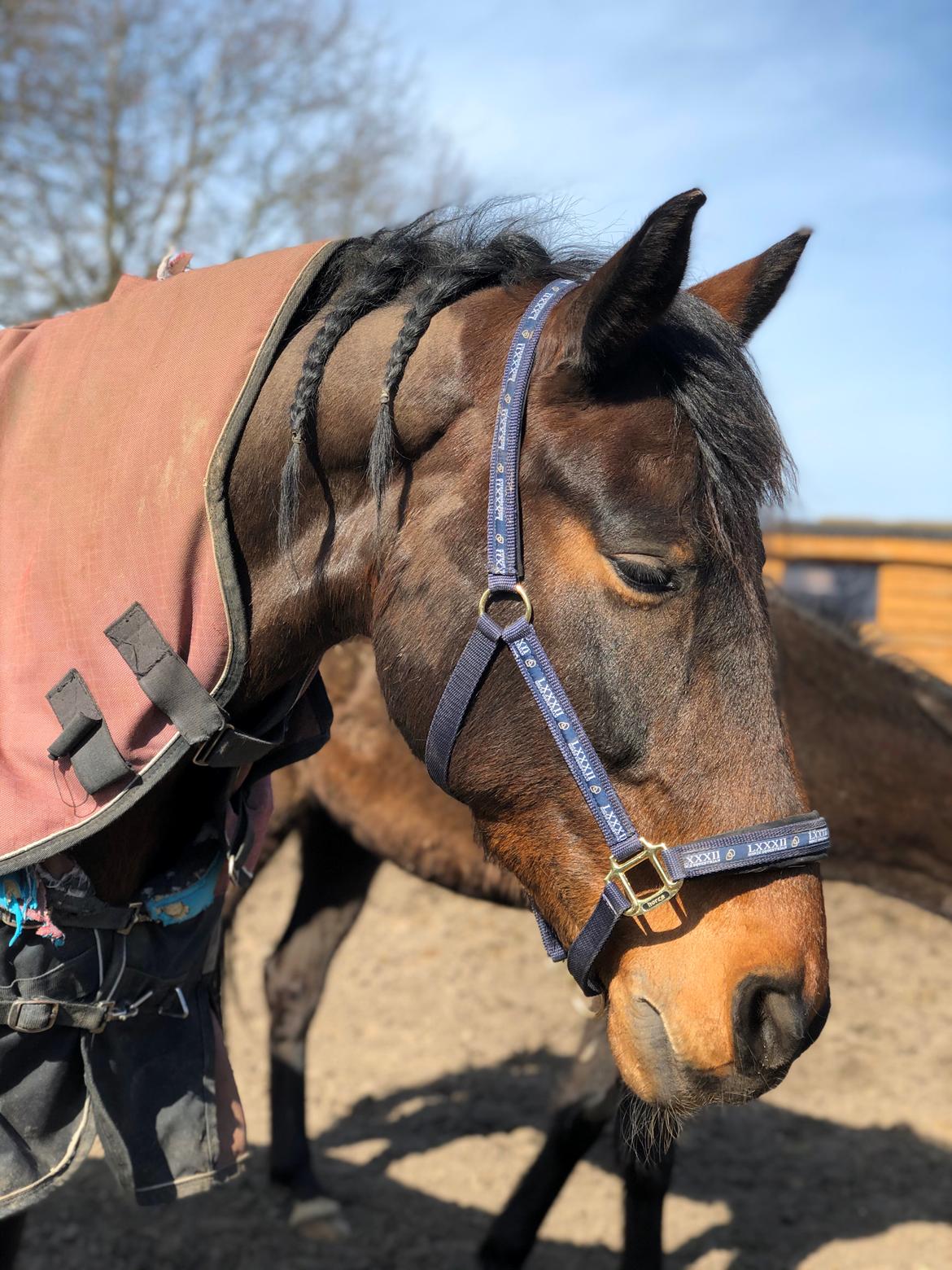 Anden særlig race Macho (Manse)  billede 13