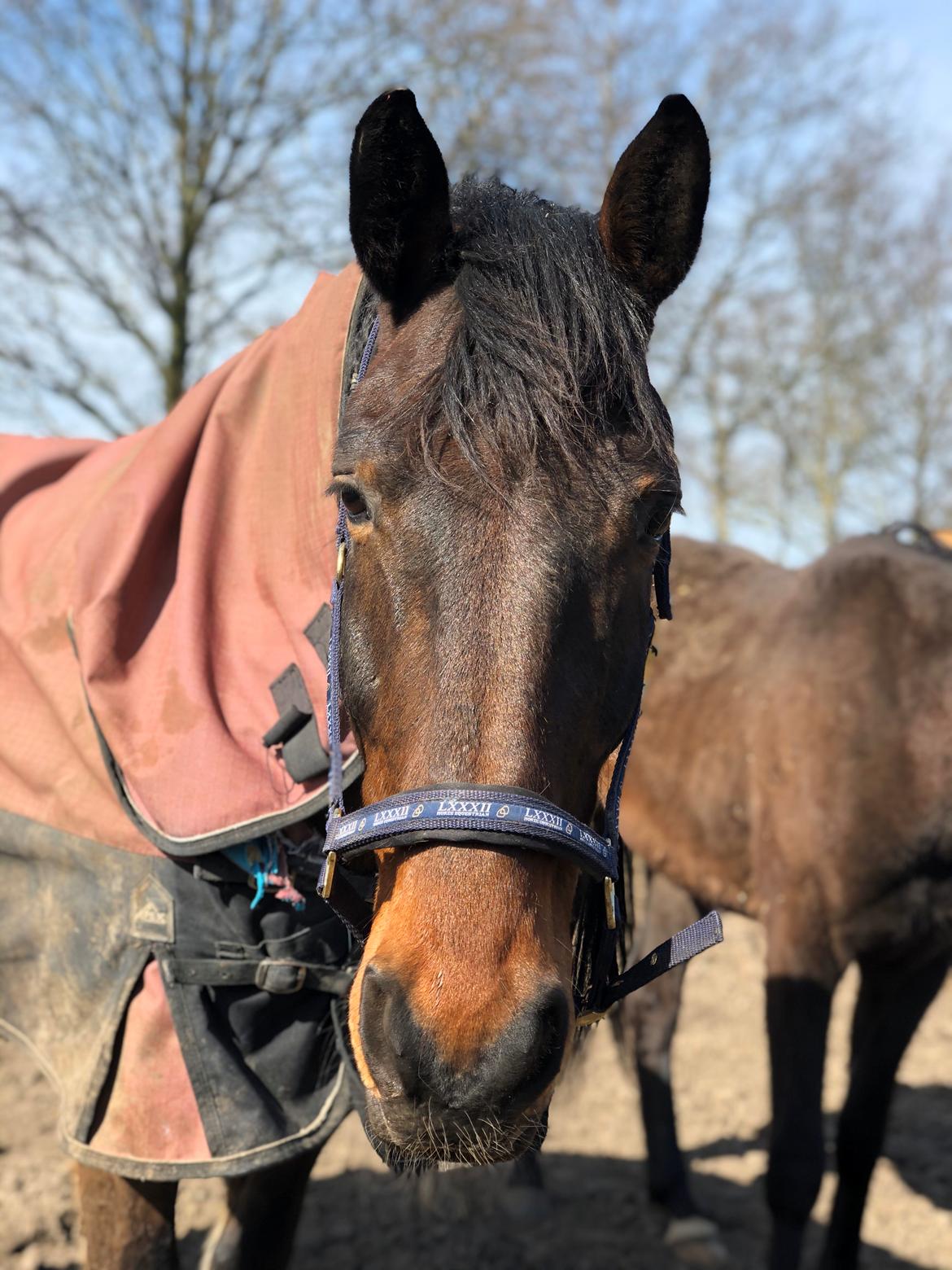 Anden særlig race Macho (Manse)  billede 14