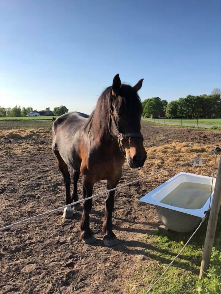 Anden særlig race Macho (Manse)  billede 17