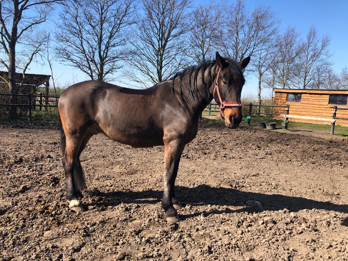 Anden særlig race Macho (Manse)  billede 16