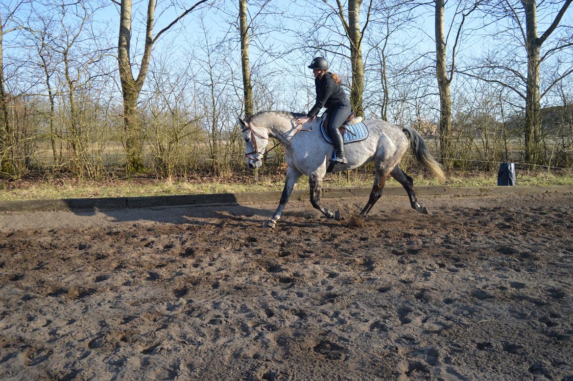 Holstener Romina (merci) billede 8