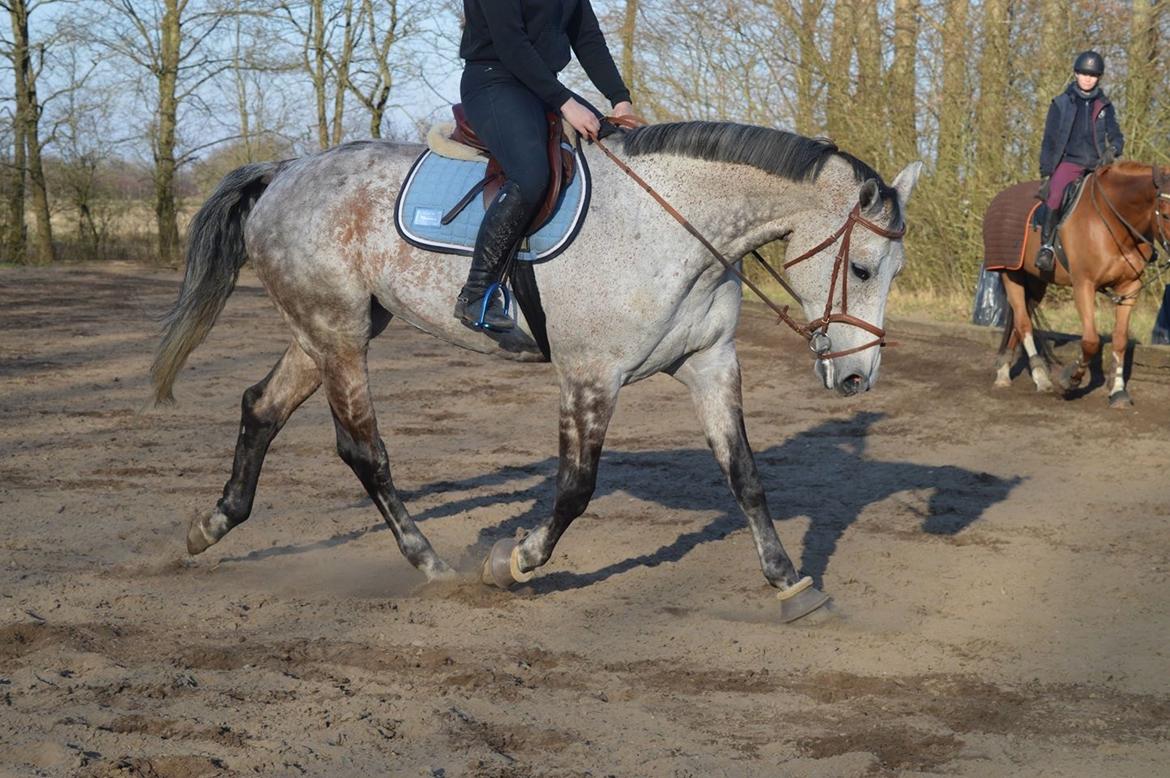 Holstener Romina (merci) billede 6