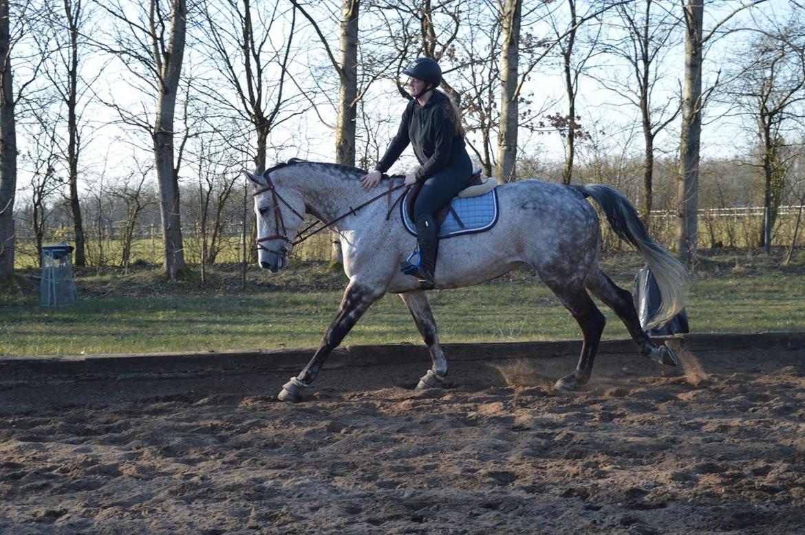 Holstener Romina (merci) billede 7