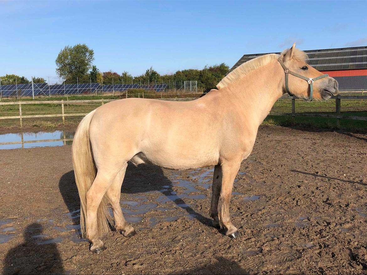 Fjordhest Brandy kimer billede 7