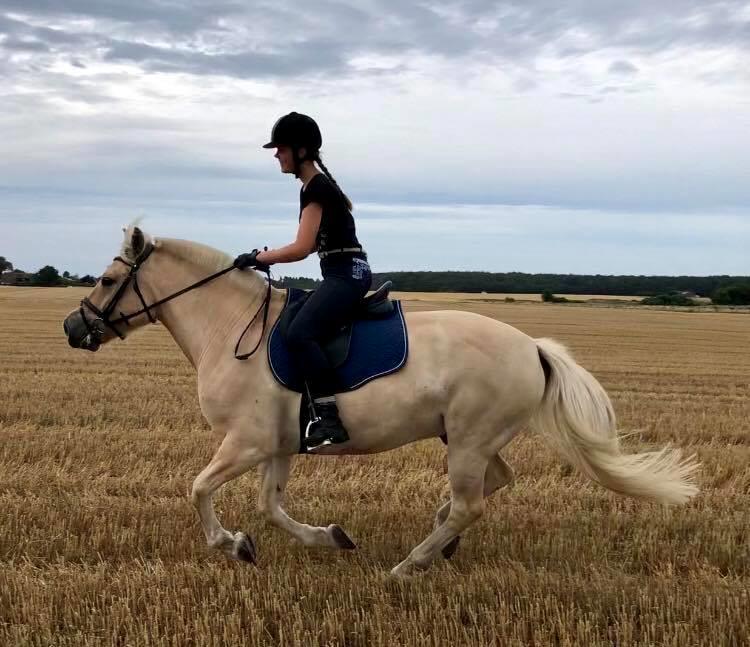 Fjordhest Brandy kimer - Stubmark yay😂 billede 14