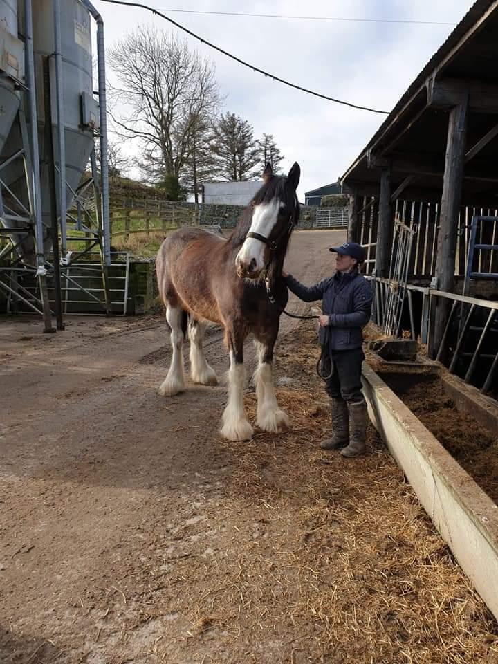 Clydesdale Freddie RIP:-( billede 7