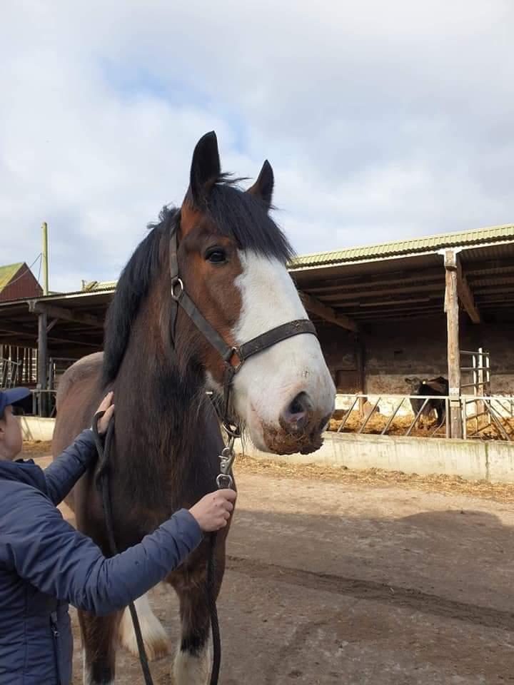 Clydesdale Freddie RIP:-( billede 8