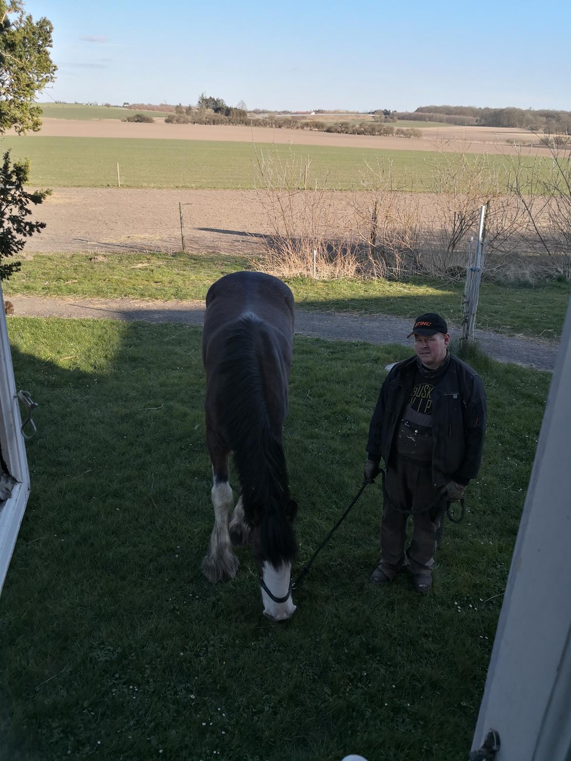 Clydesdale Freddie RIP:-( billede 9