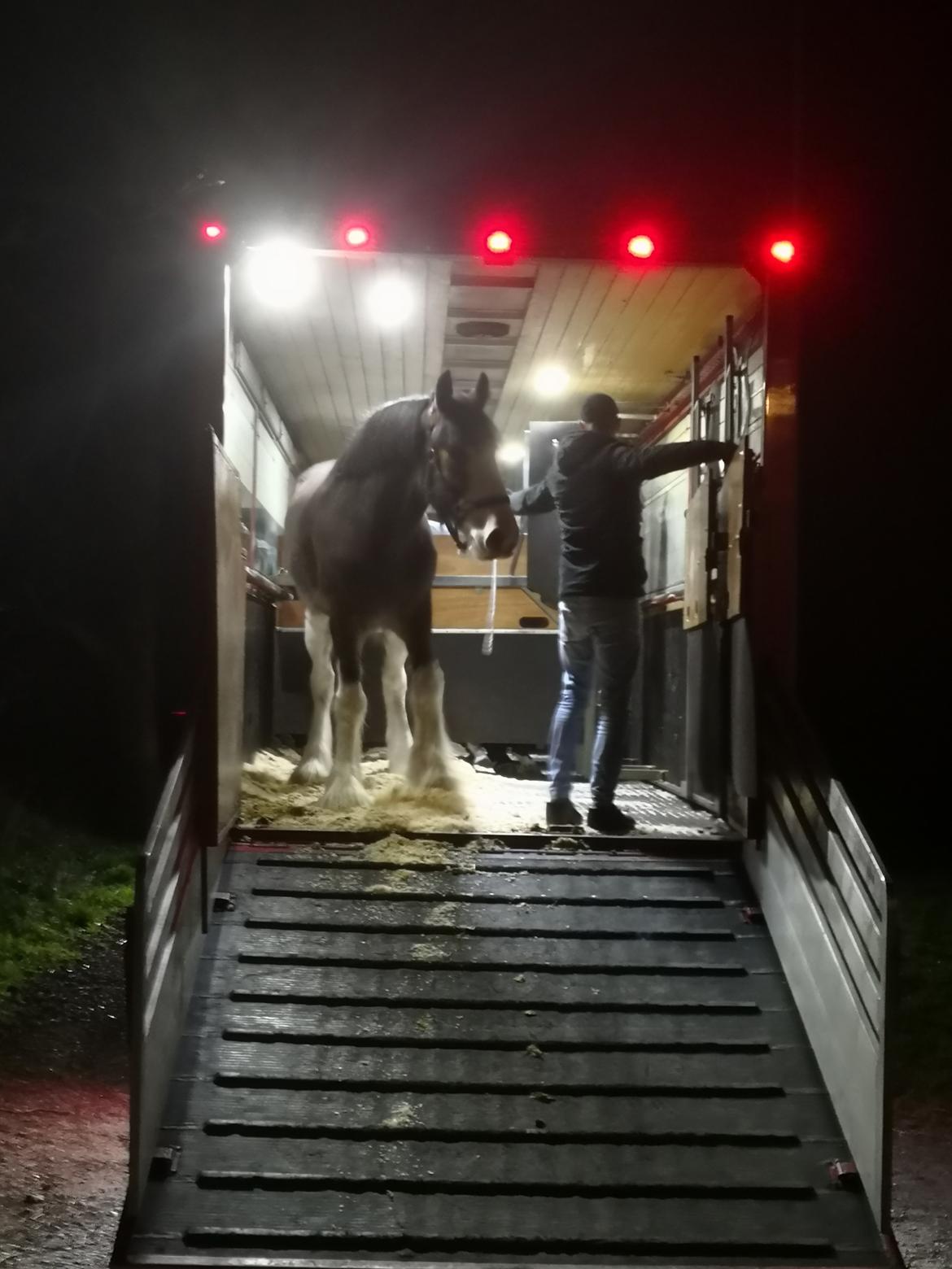 Clydesdale Freddie RIP:-( billede 13