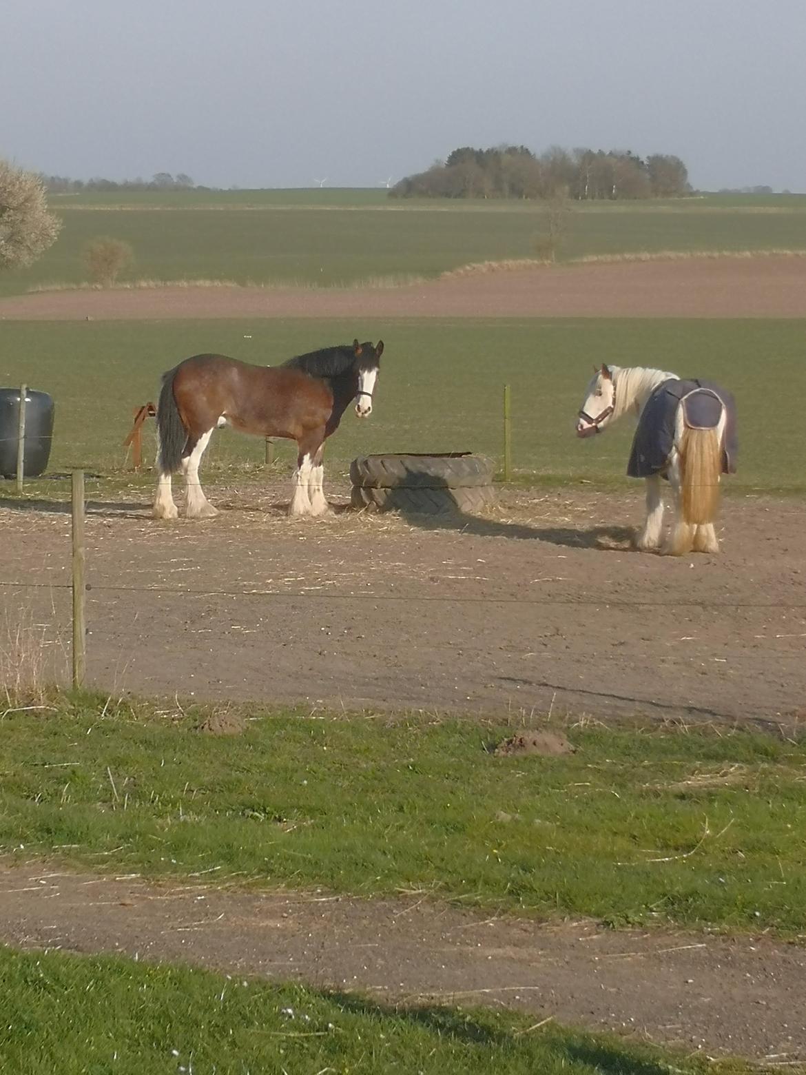 Clydesdale Freddie RIP:-( billede 10