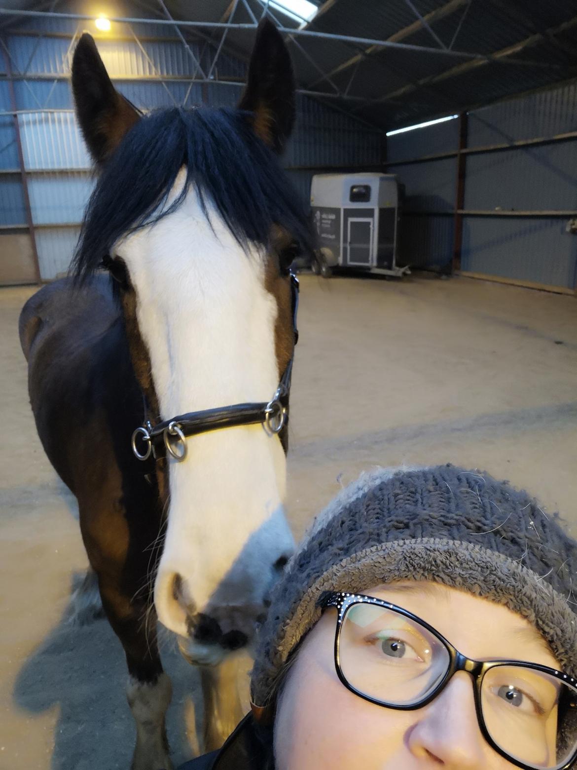 Clydesdale Freddie RIP:-( billede 12