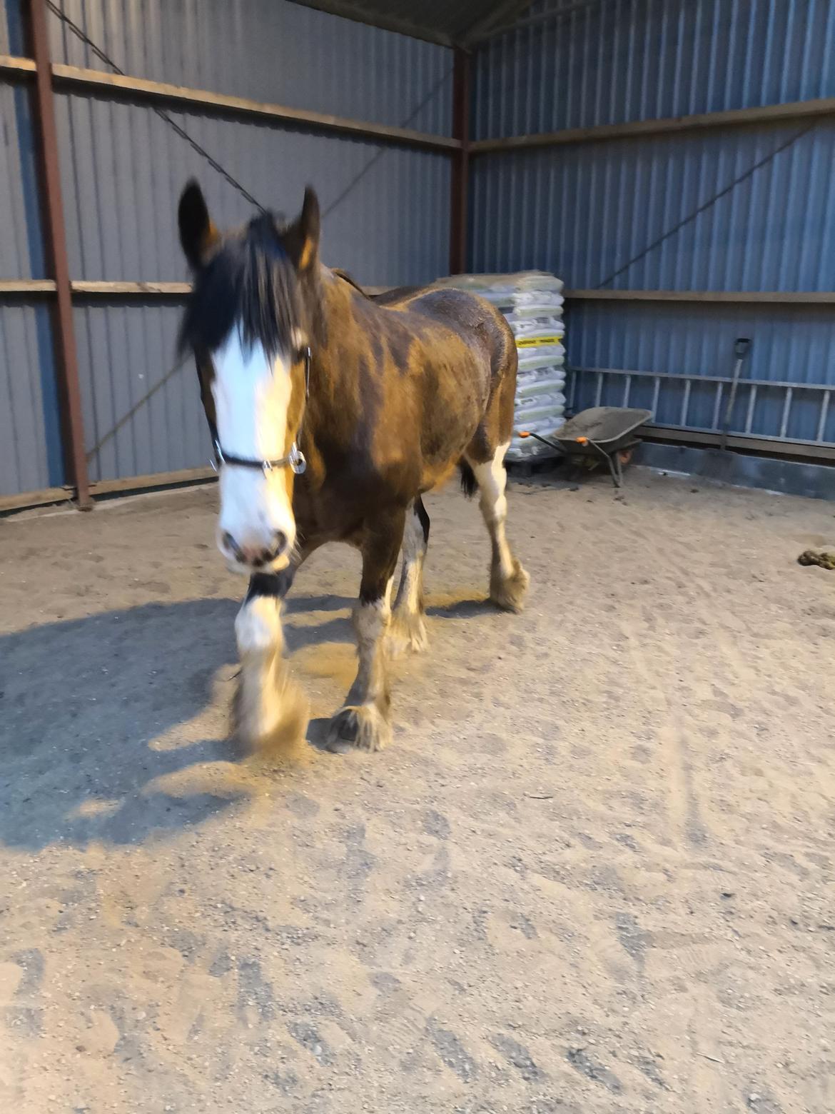 Clydesdale Freddie RIP:-( billede 11