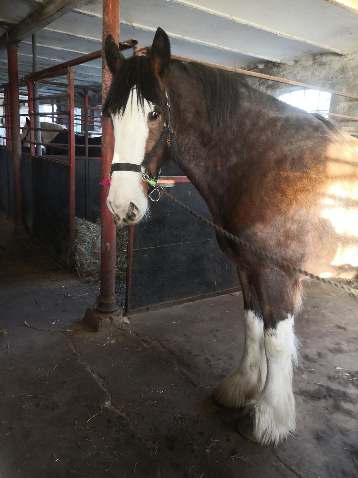 Clydesdale Freddie RIP:-( billede 14