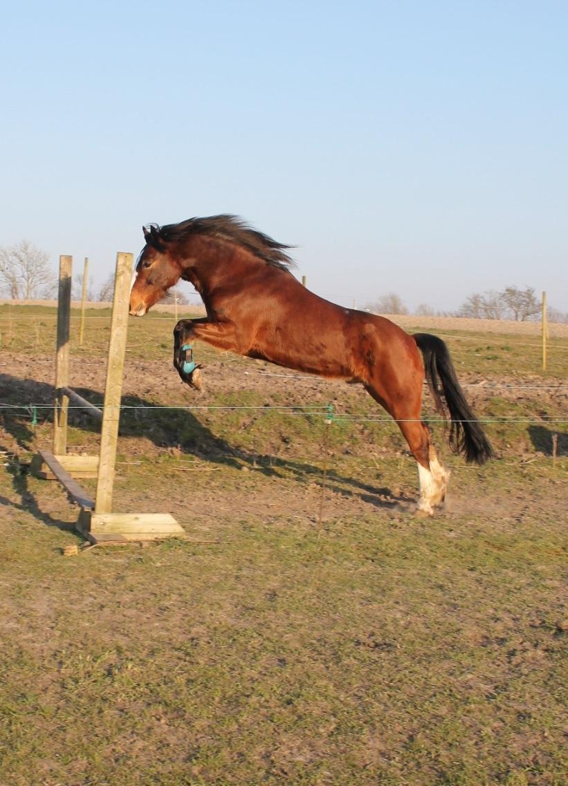 Welsh Pony af Cob-type (sec C) Flynn Rider billede 13