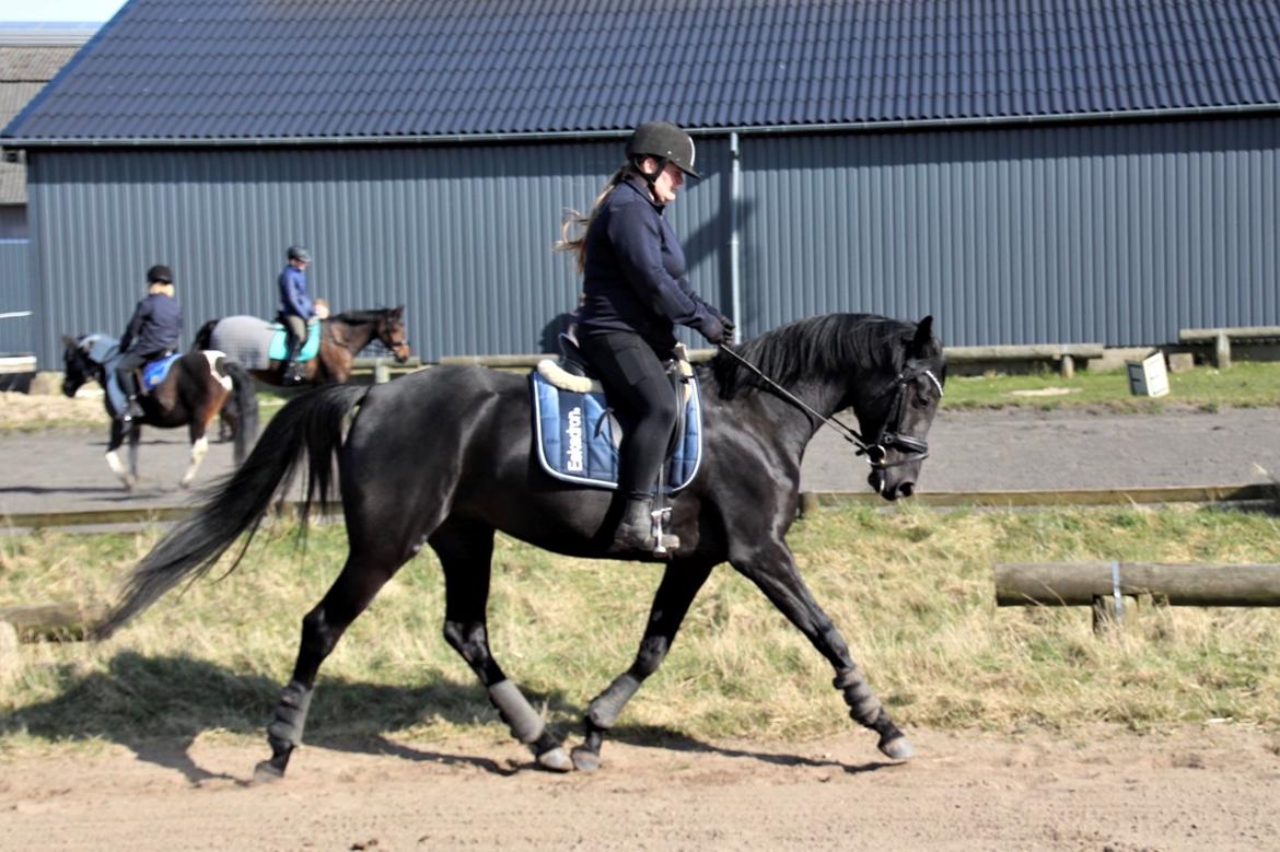 Dansk Varmblod Terpling’s Zavanna  billede 2