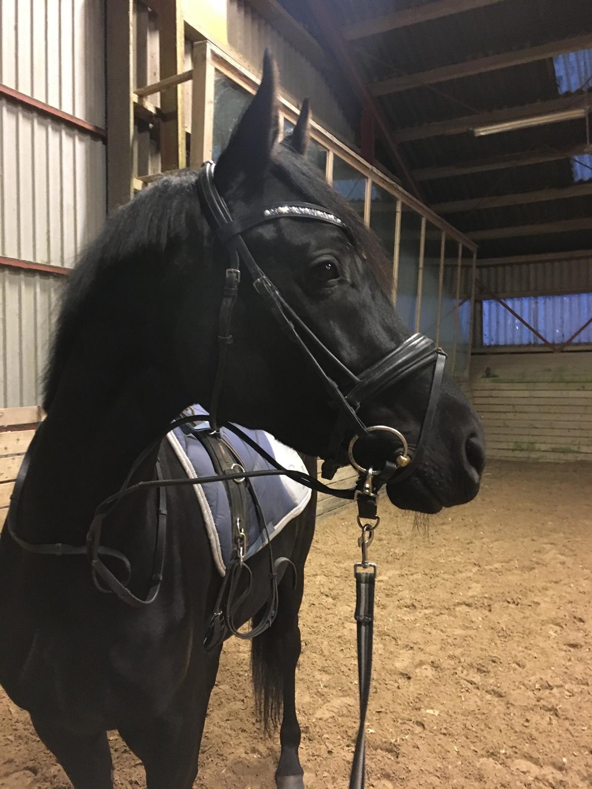 Dansk Varmblod Terpling’s Zavanna  billede 4