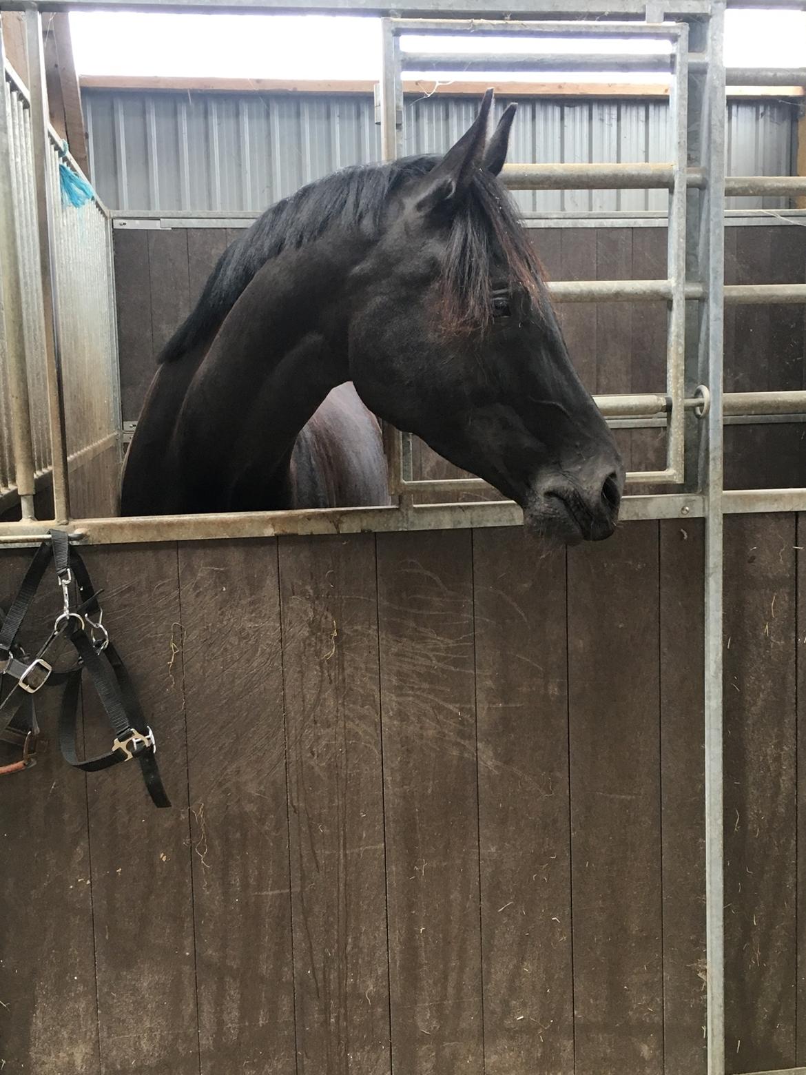 Dansk Varmblod Terpling’s Zavanna  billede 9