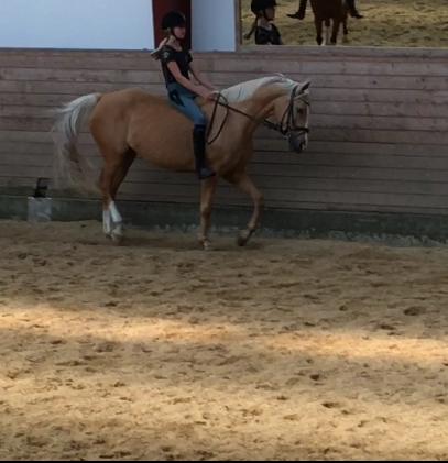 Palomino Golden Dancer (Gule) billede 1