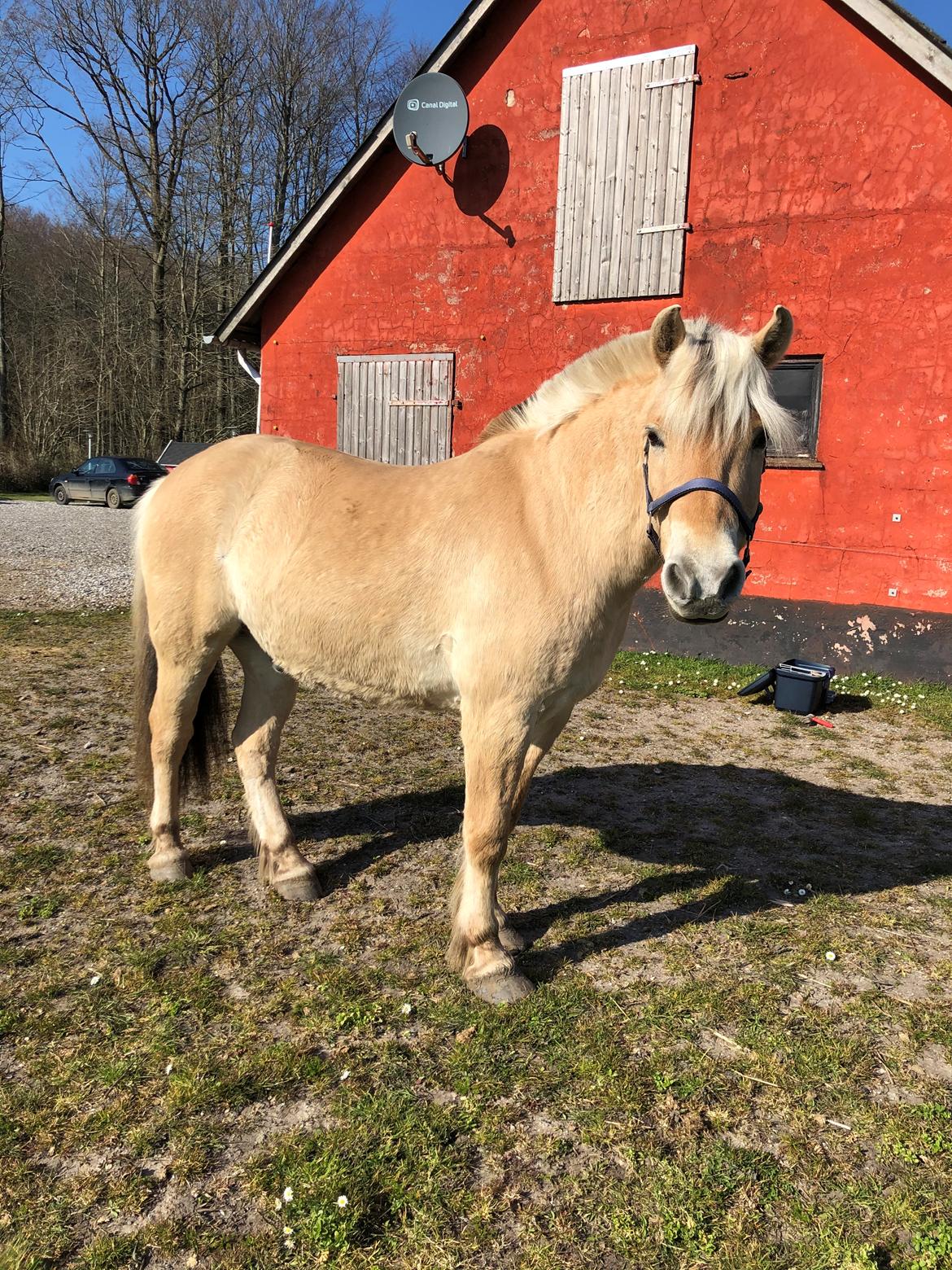 Fjordhest Tronkærs Pegasus billede 15