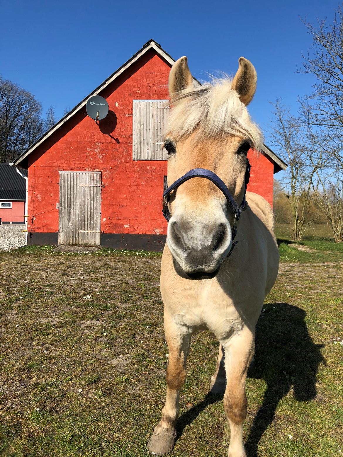 Fjordhest Tronkærs Pegasus billede 16