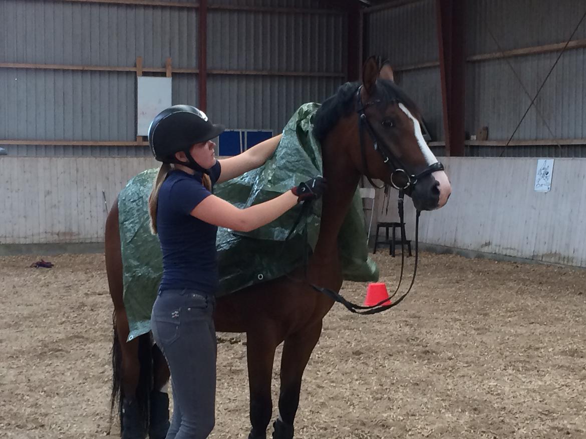 DSP Nørlunds vancouver billede 4