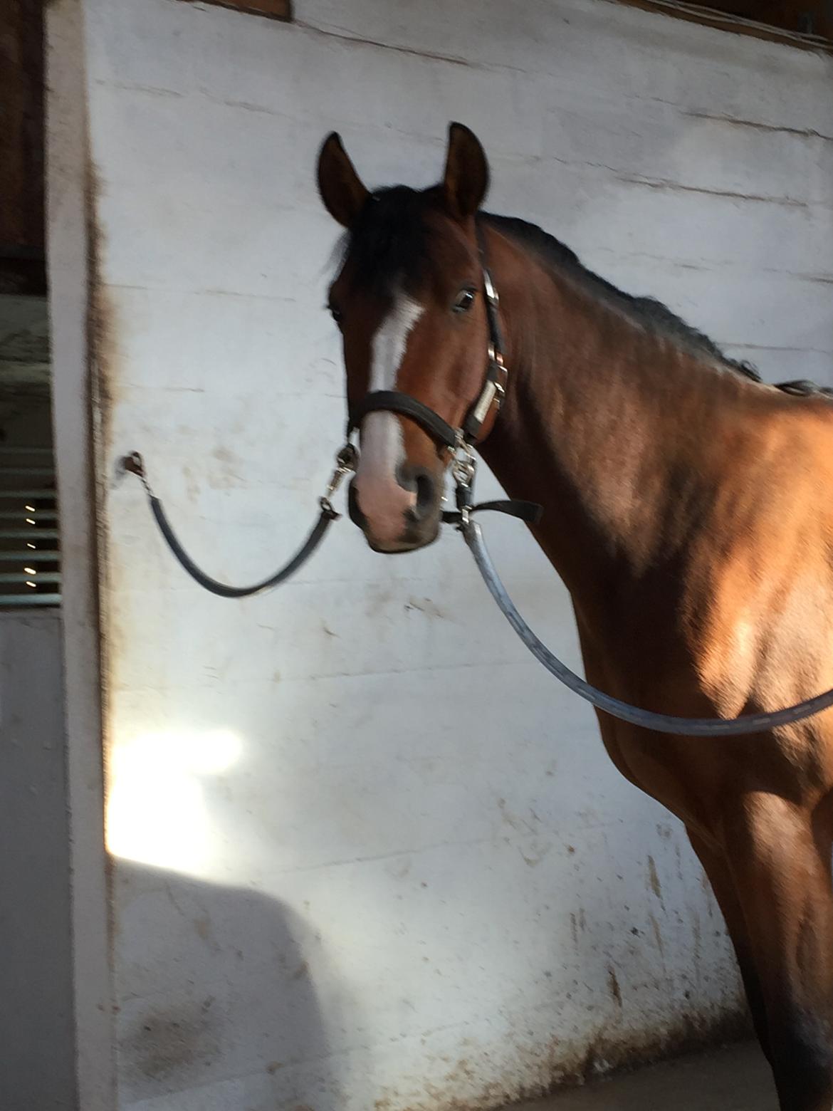 DSP Nørlunds vancouver billede 7