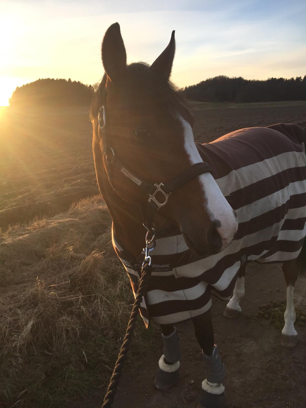 DSP Nørlunds vancouver billede 10