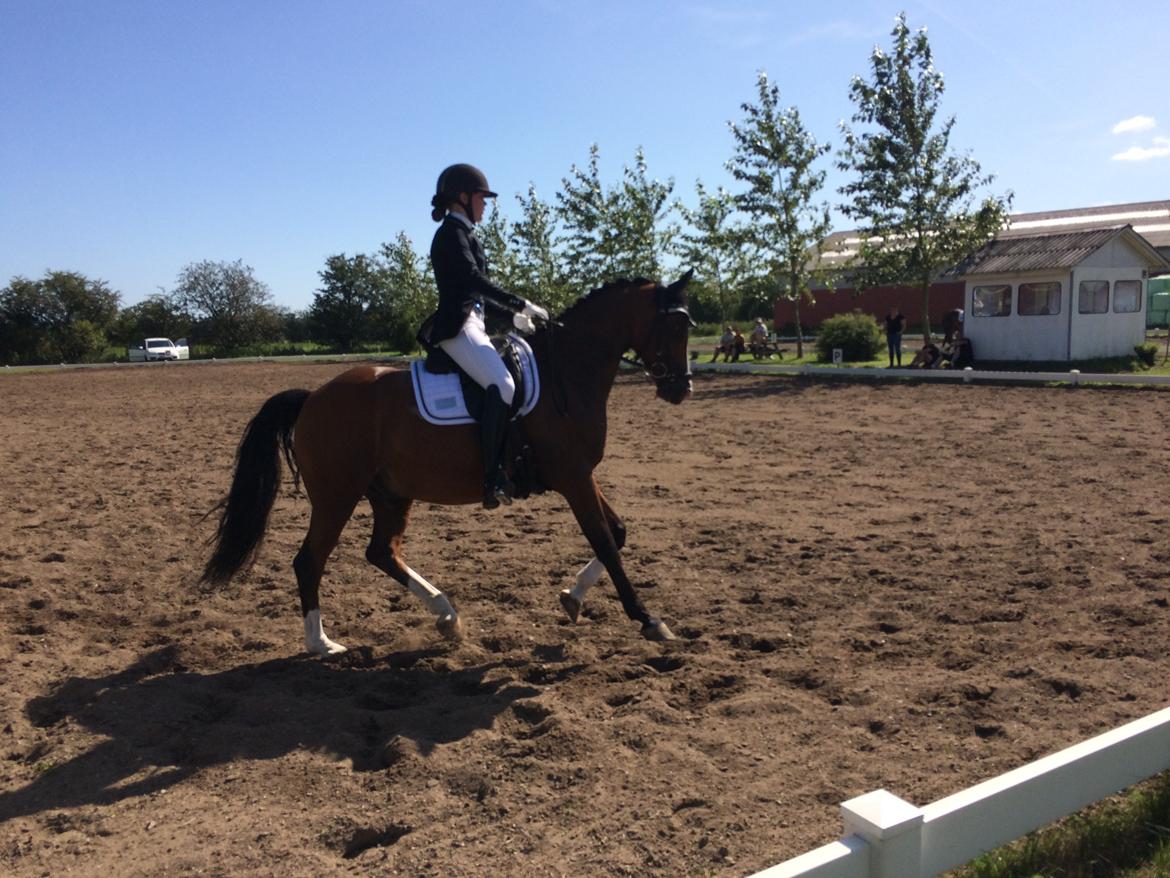 DSP Nørlunds vancouver billede 11