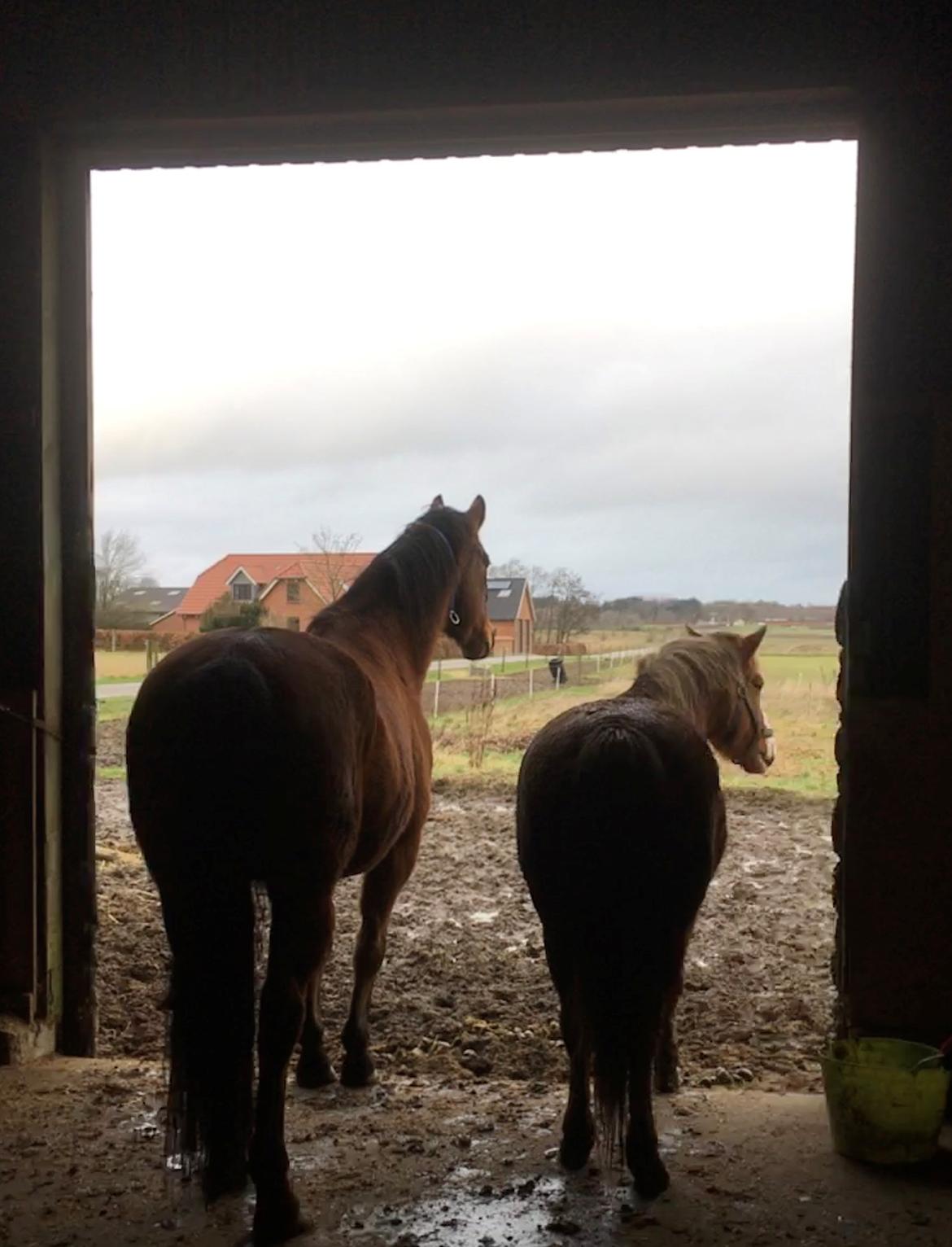 Anden særlig race Freestyle R.I.P. billede 3