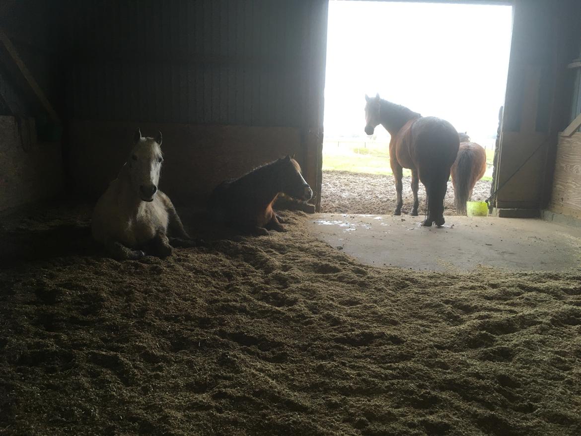 Anden særlig race Freestyle R.I.P. billede 11