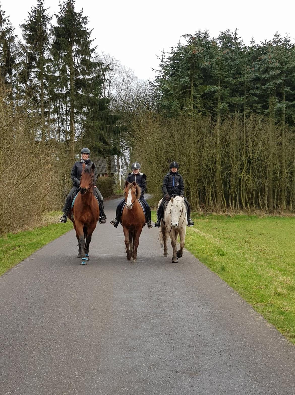 Anden særlig race Freestyle R.I.P. billede 10