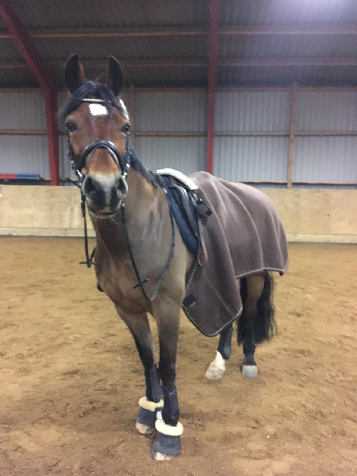 Welsh Cob (sec D) Mailunds abigail billede 6