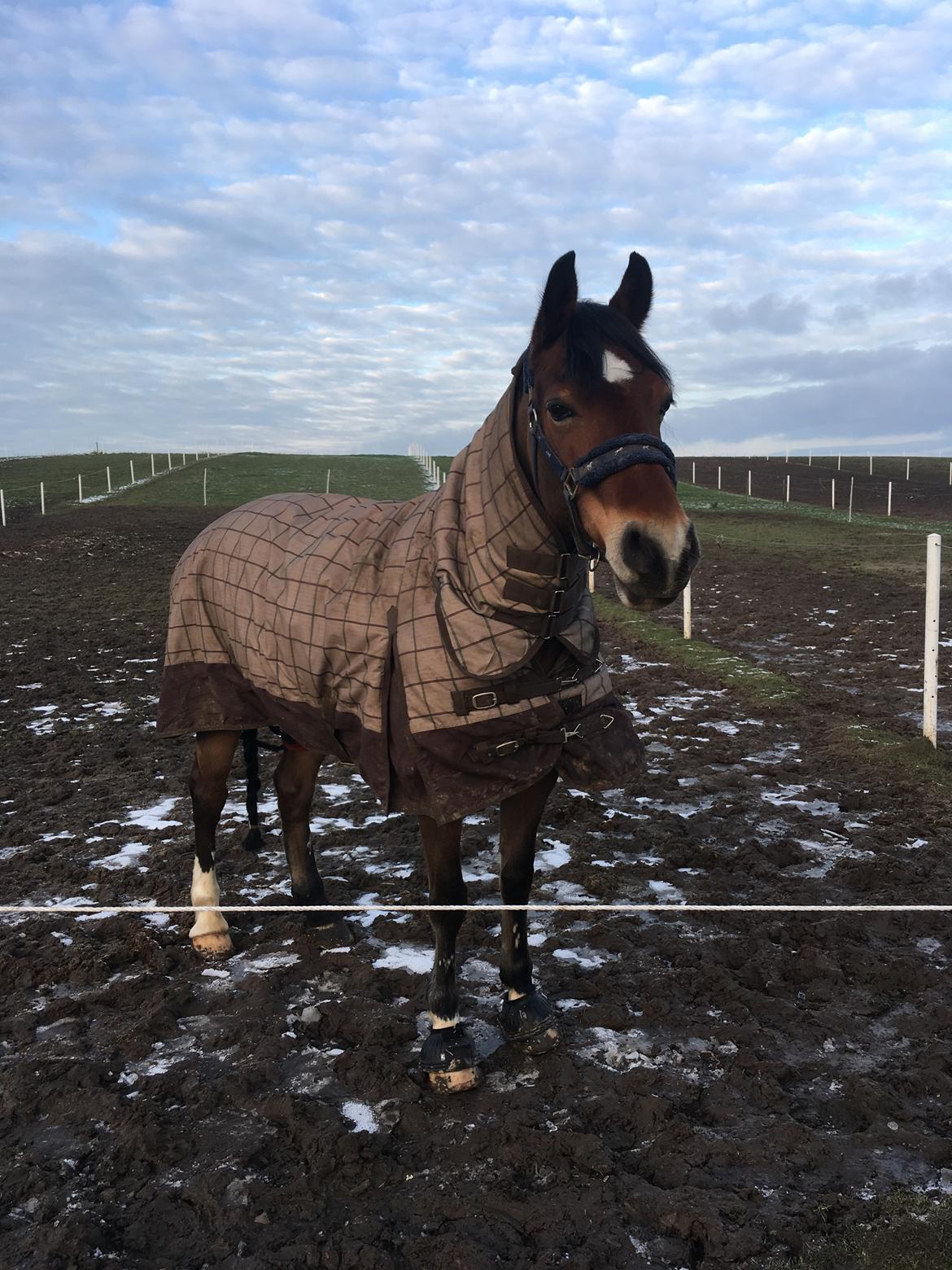 Welsh Cob (sec D) Mailunds abigail billede 2