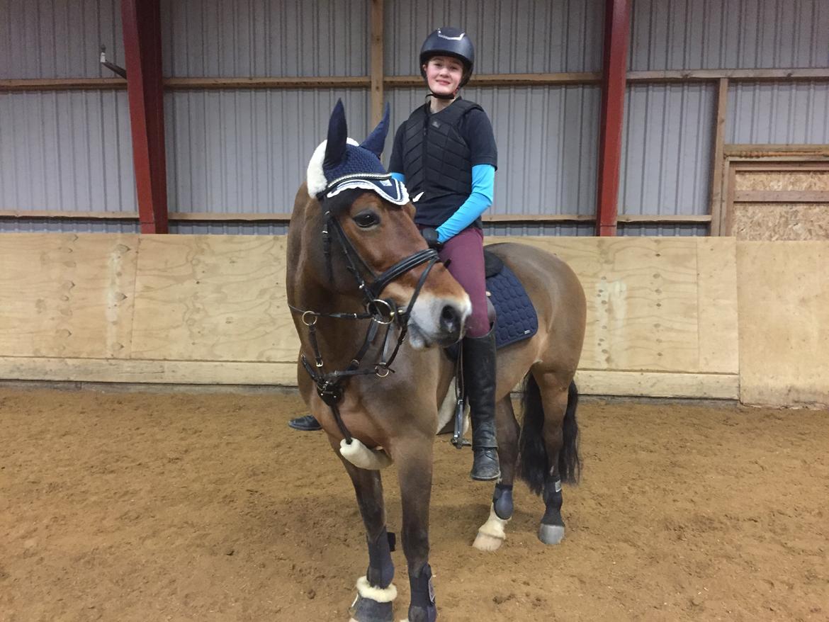 Welsh Cob (sec D) Mailunds abigail billede 3