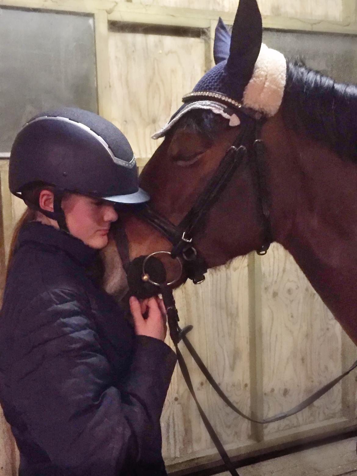 Welsh Cob (sec D) Mailunds abigail billede 4