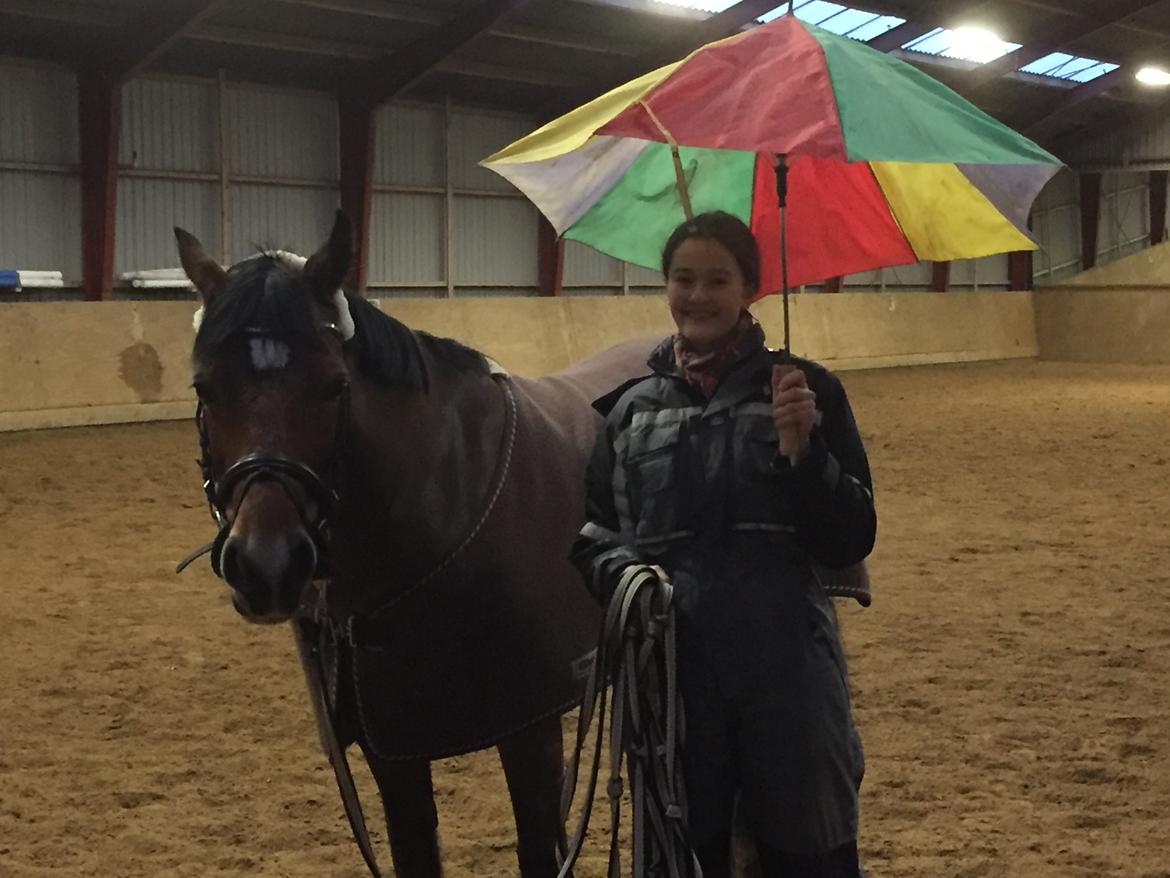 Welsh Cob (sec D) Mailunds abigail billede 7