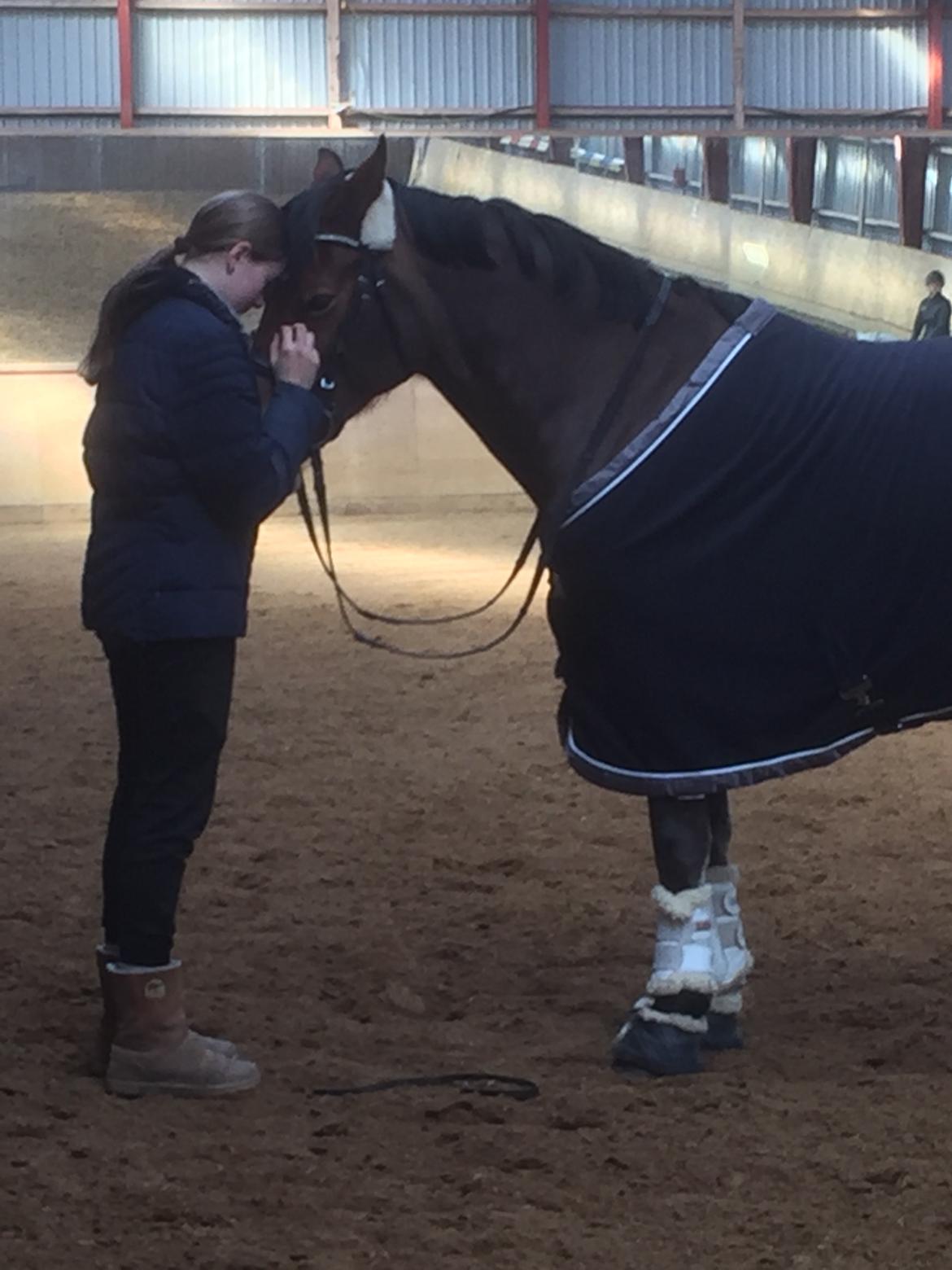 Welsh Cob (sec D) Mailunds abigail billede 8