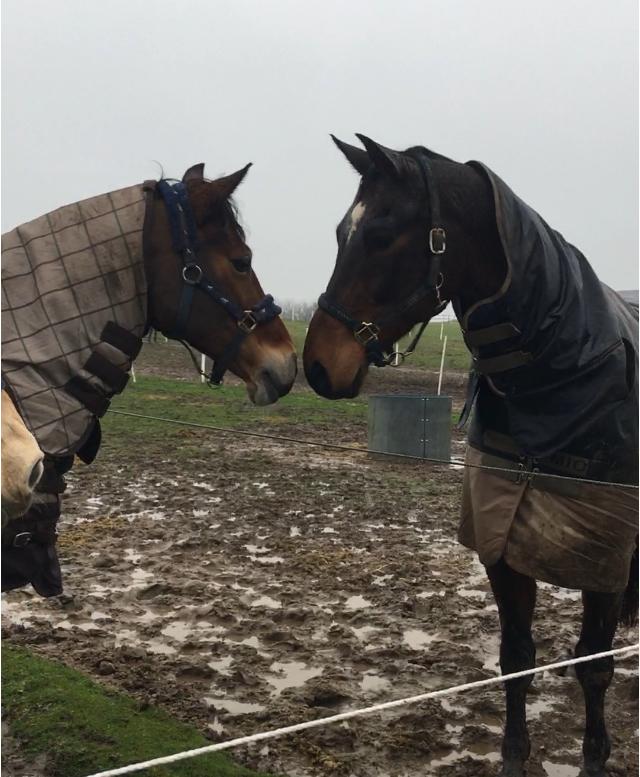 Welsh Cob (sec D) Mailunds abigail billede 5